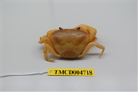 藏品(屏東澤蟹)的圖片